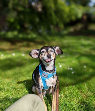 Illustration de l'article : 20 photos hilarantes de chiens qui ont un bug
