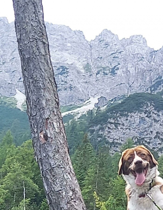 Illustration de l'article : 20 photos hilarantes de chiens qui ont un bug