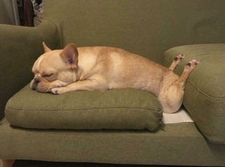 Illustration de l'article : 20 photos hilarantes de chiens qui ont un bug