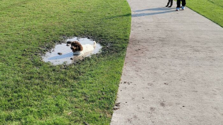 Illustration de l'article : 20 photos hilarantes de chiens qui ont un bug