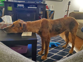 Illustration de l'article : 20 photos hilarantes de chiens qui ont un bug
