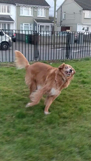 Illustration de l'article : 20 photos hilarantes de chiens qui ont un bug