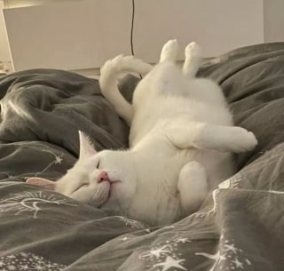 Illustration de l'article : 16 photos de chats qui expriment leur anticonformisme par leurs positions de sommeil