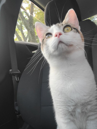 Illustration de l'article : 20 photos illustrant le caractère imprévisible et irrationnel des chats