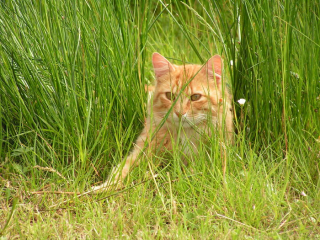 Illustration de l'article : 20 photos illustrant le caractère imprévisible et irrationnel des chats
