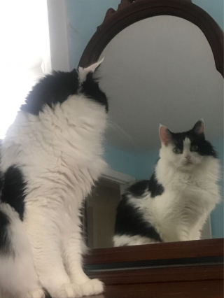 Illustration de l'article : 20 photos illustrant le caractère imprévisible et irrationnel des chats