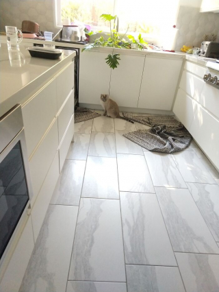 Illustration de l'article : 20 photos illustrant le caractère imprévisible et irrationnel des chats