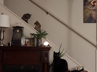 Illustration de l'article : 20 photos illustrant le caractère imprévisible et irrationnel des chats