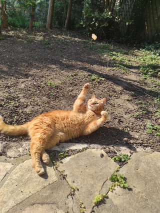 Illustration de l'article : 20 photos illustrant le caractère imprévisible et irrationnel des chats