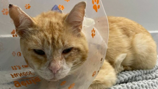 Illustration de l'article : Des milliers d'euros récoltés pour soigner un chat errant découvert blessé au visage
