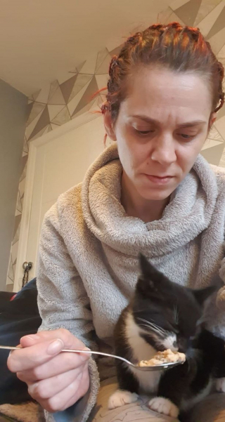 Illustration de l'article : Abandonné par sa mère et gravement malade, un chat ayant survécu par miracle suscite un bel élan de solidarité