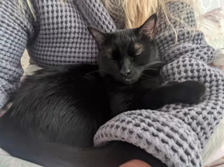 Illustration de l'article : 15 photos de chats qui n'avaient pas l'habitude de se mettre sur les genoux de leur humain et qui l'ont fait pour la première fois