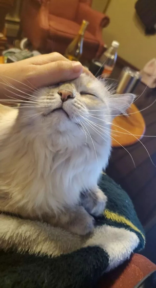 Illustration de l'article : 15 photos de chats qui n'avaient pas l'habitude de se mettre sur les genoux de leur humain et qui l'ont fait pour la première fois