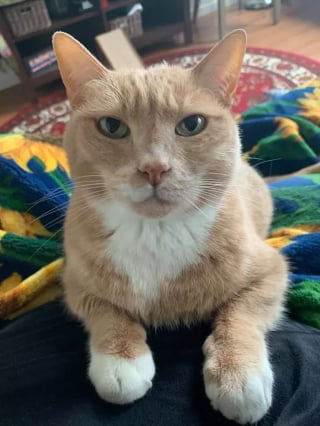 Illustration de l'article : 15 photos de chats qui n'avaient pas l'habitude de se mettre sur les genoux de leur humain et qui l'ont fait pour la première fois