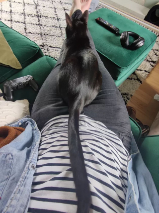 Illustration de l'article : 15 photos de chats qui n'avaient pas l'habitude de se mettre sur les genoux de leur humain et qui l'ont fait pour la première fois