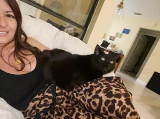 Illustration de l'article : 15 photos de chats qui n'avaient pas l'habitude de se mettre sur les genoux de leur humain et qui l'ont fait pour la première fois
