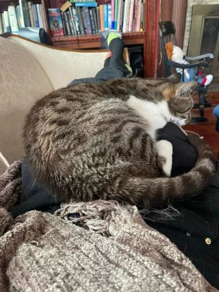 Illustration de l'article : 15 photos de chats qui n'avaient pas l'habitude de se mettre sur les genoux de leur humain et qui l'ont fait pour la première fois