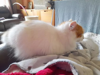 Illustration de l'article : 15 photos de chats qui n'avaient pas l'habitude de se mettre sur les genoux de leur humain et qui l'ont fait pour la première fois