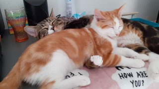 Illustration de l'article : Des nouvelles du chaton maltraité à coup de poing dans le Pas-de-Calais : il a été adopté par une bénévole du refuge