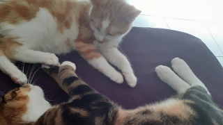 Illustration de l'article : Des nouvelles du chaton maltraité à coup de poing dans le Pas-de-Calais : il a été adopté par une bénévole du refuge