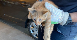Illustration de l'article : Un chat se cache dans le moteur d'une voiture et miaule sans cesse pendant 2 jours, jusqu'à l'intervention d'un policier