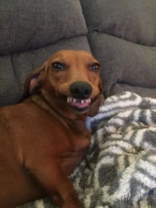 Illustration de l'article : 14 photos de chiens qui montrent les crocs, mais dans le sens comique de l'expression