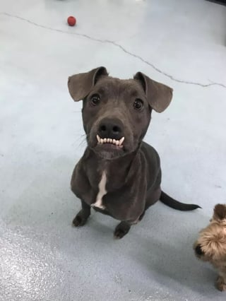 Illustration de l'article : 14 photos de chiens qui montrent les crocs, mais dans le sens comique de l'expression