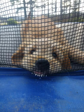 Illustration de l'article : 14 photos de chiens qui montrent les crocs, mais dans le sens comique de l'expression