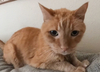 Illustration de l'article : A 19 ans, ce chat prend son nouveau rôle de mascotte d'une maison de retraite très à cœur