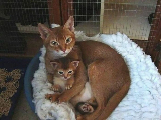 Illustration de l'article : 20 photos prouvant que les griffes des chats font aussi partie de leurs atouts charme