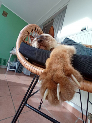 Illustration de l'article : 20 photos prouvant que les griffes des chats font aussi partie de leurs atouts charme