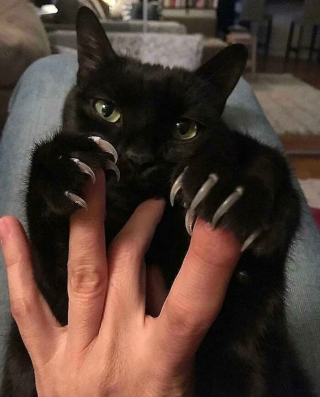 Illustration de l'article : 20 photos prouvant que les griffes des chats font aussi partie de leurs atouts charme