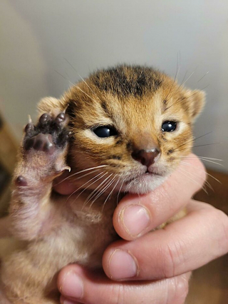 Illustration de l'article : 20 photos prouvant que les griffes des chats font aussi partie de leurs atouts charme
