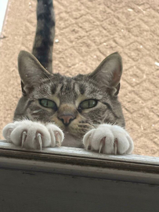 Illustration de l'article : 20 photos prouvant que les griffes des chats font aussi partie de leurs atouts charme