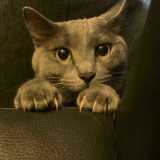 Illustration de l'article : 20 photos prouvant que les griffes des chats font aussi partie de leurs atouts charme