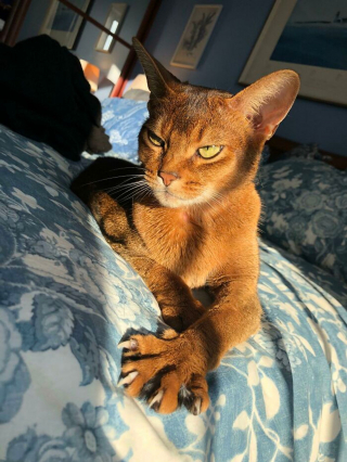 Illustration de l'article : 20 photos prouvant que les griffes des chats font aussi partie de leurs atouts charme