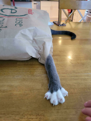 Illustration de l'article : 20 photos prouvant que les griffes des chats font aussi partie de leurs atouts charme