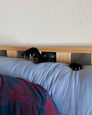 Illustration de l'article : 20 photos prouvant que les griffes des chats font aussi partie de leurs atouts charme