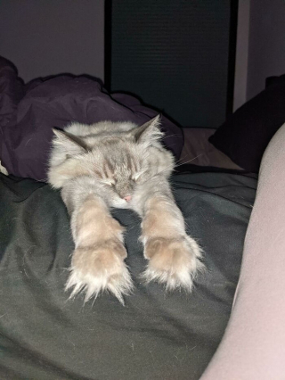 Illustration de l'article : 20 photos prouvant que les griffes des chats font aussi partie de leurs atouts charme