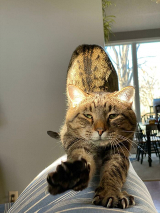 Illustration de l'article : 20 photos prouvant que les griffes des chats font aussi partie de leurs atouts charme