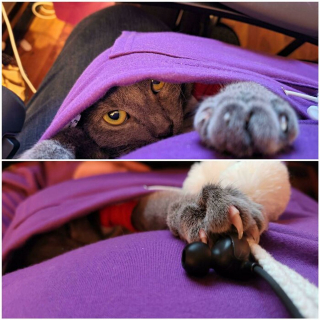 Illustration de l'article : 20 photos prouvant que les griffes des chats font aussi partie de leurs atouts charme