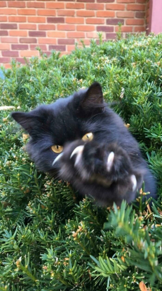 Illustration de l'article : 20 photos prouvant que les griffes des chats font aussi partie de leurs atouts charme