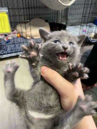 Illustration de l'article : 20 photos prouvant que les griffes des chats font aussi partie de leurs atouts charme