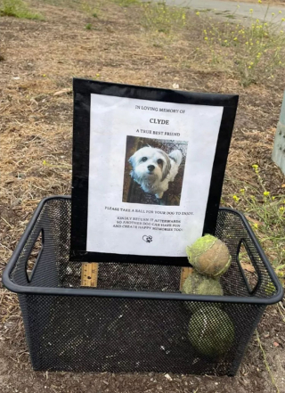 Illustration de l'article : En promenant son chien, elle découvre avec émotion un panier contenant des balles de tennis et la photo d'un canidé