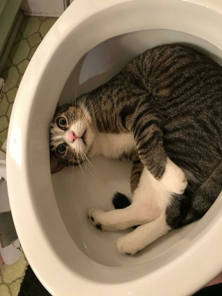 Illustration de l'article : 20 photos désopilantes d’animaux qui choisissent les endroits les plus insolites pour se reposer