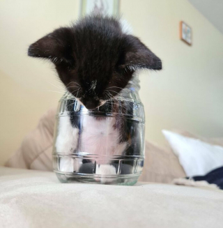 Illustration de l'article : 20 photos désopilantes d’animaux qui choisissent les endroits les plus insolites pour se reposer