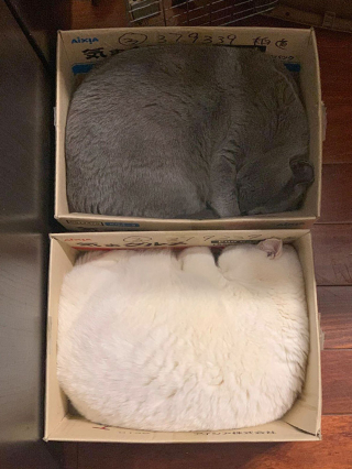 Illustration de l'article : 20 photos désopilantes d’animaux qui choisissent les endroits les plus insolites pour se reposer