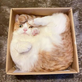 Illustration de l'article : 20 photos désopilantes d’animaux qui choisissent les endroits les plus insolites pour se reposer