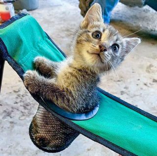 Illustration de l'article : 20 photos désopilantes d’animaux qui choisissent les endroits les plus insolites pour se reposer