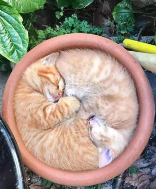 Illustration de l'article : 20 photos désopilantes d’animaux qui choisissent les endroits les plus insolites pour se reposer
